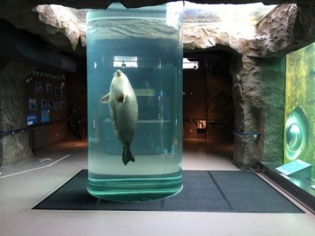 069 Tube rising Seal at Asahiyama zoo